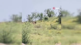 Kurban Kokusunu Alan Kurt Şehre İndi