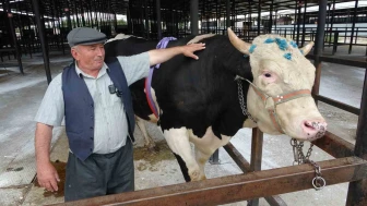 1,2 Tonluk Tosun 350 Bin TL’ye Yeni Sahiplerini Buldu