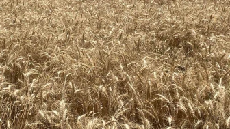 Makarnalık Buğday Tonu 13.560 Liraya Yükseldi