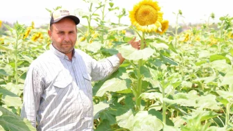 Ayçiçeği Tarlaları Görsel Şölene Dönüştü