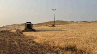 Zamansız Yağışlar Buğday Verimini Olumsuz Etkiledi