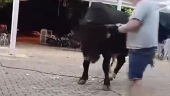 Para Atmak İstedi Boğanın Hedefi Oldu