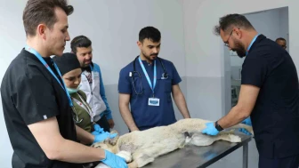 Sivas’ta 200 Sokak Köpeği Kısırlaştırıldı