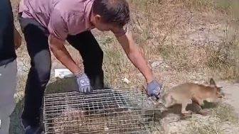 Şehir Merkezinde Görülen Tilki Koruma Altına Alındı