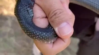 "Zararsız, Öldürmeyin" Dedi Yılan Aniden Isırdı