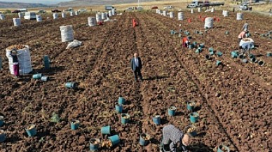 "420 bin ton  rekolte bekliyoruz"