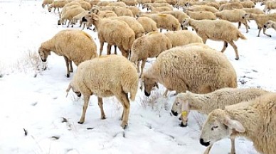 Hayvanlarını otlatmaktan vazgeçmedi