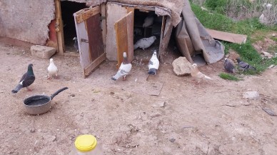 DEPREMZEDE KUŞLARI İLE HAYATA TUTUNDU