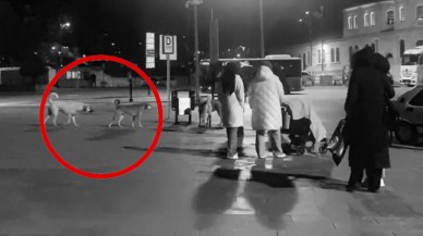 SOKAK KÖPEKLERİ VATANDAŞLARI KORKUTUYOR