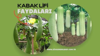 KABAK LİFİ NEDİR? NASIL KULLANILIR? FAYDALARI NELERDİR?