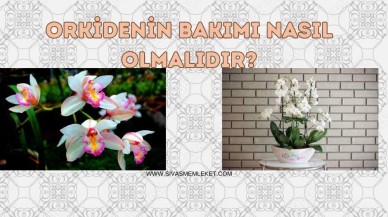 ORKİDENİN BAKIMI NASIL OLMALIDIR