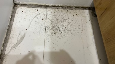 BÖCEK İSTİLASI