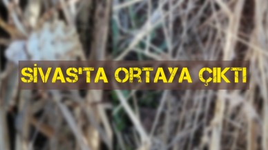 DÜNYANIN EN ZEHİRLİ ÖRÜMCEĞİ SİVAS'TA ORTAYA ÇIKTI