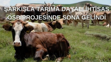 Şarkışla Tarıma Dayalı İhtisas OSB Projesinde Sona Gelindi