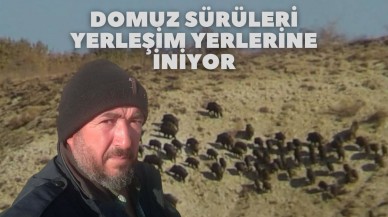 Domuz Sürüleri Yerleşim Yerlerine İniyor