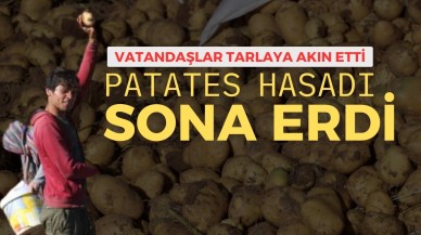Patates Hasadı Sona Erdi Vatandaşlar Tarlaya Akın Etti