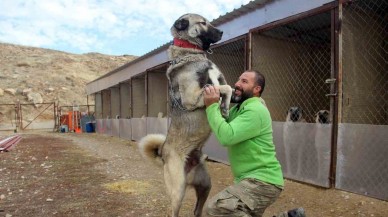 Dünyanın En Sadık En Korumacı Köpeği