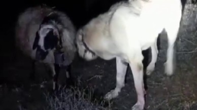 Sadakatin Adı: Gemerek'te Kangal Köpeği,  Rahatsızlanan Koyunu Bir An Olsun Yalnız Bırakmadı