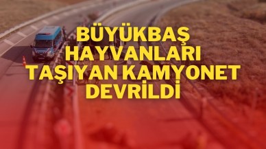 Büyükbaş Hayvanları Taşıyan Kamyonet Devrildi