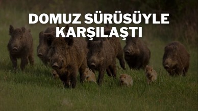 Domuz Sürüsüyle Karşılaştı