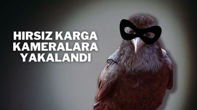 Hırsız Karga Kameralara Yakalandı