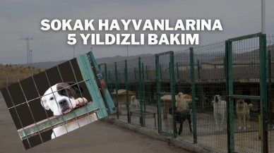 Sokak Hayvanlarına 5 Yıldızlı Bakım