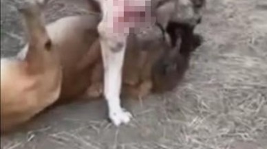 Köpek Dövüştürücüleri Büyük Tepki Topladı