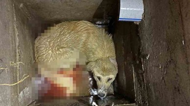 Niğde İtfaiye Ekipleri,  2 Metrelik Kuyuya Düşen Köpeği Kurtardı