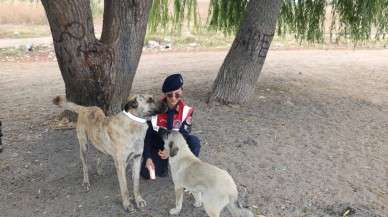 Sahipsiz Köpeklere Reflektörlü Tasma Takılıyor