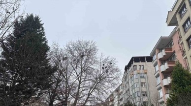 Adalar'da Kuş Yuvası Ağaç Dikkat Çekiyor