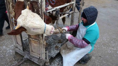 Büyükbaşlara Bakım Zamanı