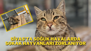 Sivas'ta Soğuk Havalarda Sokak Hayvanları Zorlanıyor