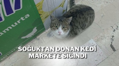 Soğuktan Donan Kedi Markete Sığındı