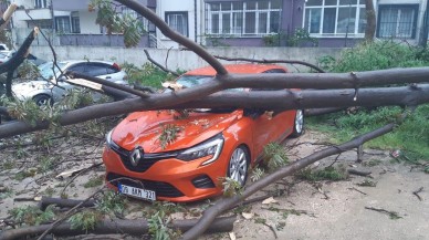 Çürük Ağaç Otomobilin Üzerine Devrildi!