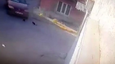 Eskişehir'de Yavru Kedilerin Ölümü Mahalleliyi Ayağa Kaldırdı!