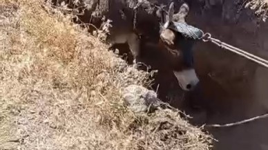 Definecilerin Kazdığı Kuyudan Eşek Kurtarıldı