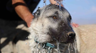 Kangal Köpeklerini Sıcak Havalarda Etkilemiyor
