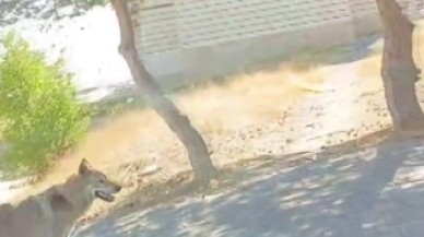Sivas'ta Sokak Ortasında Kurt Paniği