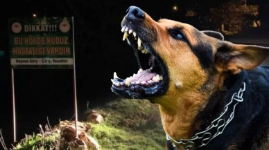 8 Yaşındaki Çocuk Köpek Saldırısına Kurban Gitti