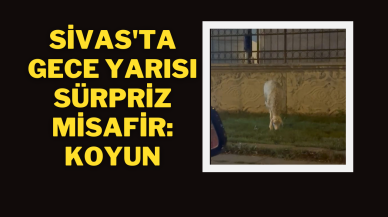 Sivas'ta Gece Yarısı Sürpriz Misafir:Koyun