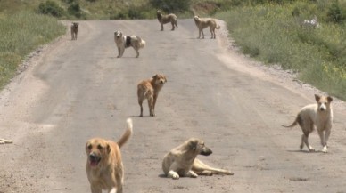 Ankara’da Başıboş Köpek Saldırısı: Yaşlı Adam Yaralandı