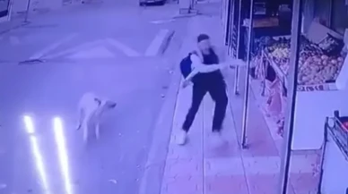 Kahramanmaraş’ta Sokak Köpeği Saldırısına Uğrayan Genç Kız Marketten Kurtuldu