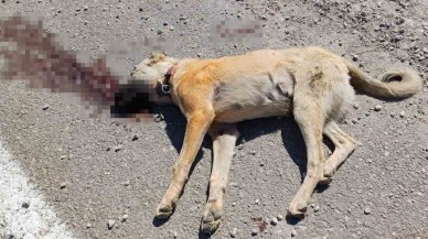 Ankara'da Köpek Saldırısı Sonrası Çıkan Kavgada 7 Yaralı