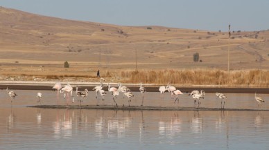 Sivas'ta Flamingo Sürprizi: Kuraklıkla Boğuşan Göl Renklendi