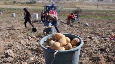 Aksaray'da Patates Fiyatları Üreticiyi Zorluyor