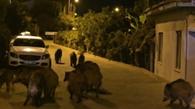 Marmaris’te Yaban Domuzları Şehir Merkezini İstila Etti