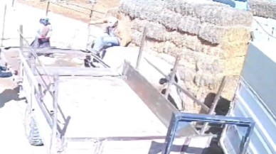 Nevşehir'de Kızgın Boğa Kaçıştı,  Ortalık Karıştı