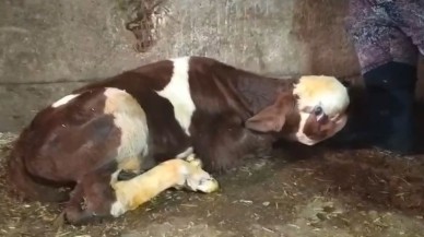 Yozgat'ta Hayvancılıkta Şaşırtan Doğum:Buzağı Herkesi Hayrete Düşürdü!