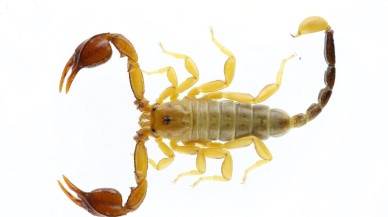 Manisa Üniversitesi’nden Yeni Akrep Türü Keşfi: Euscorpius gulhanimae