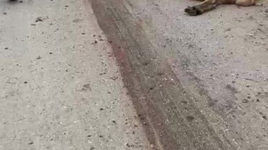 Amasya’da Freni Patlayan Kamyon Koyun Sürüsüne Daldı: 17 Koyun Telef Oldu